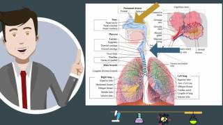 Lungs  Medial views structure and function preview  Anatomy  Kenhub [upl. by Eigger131]