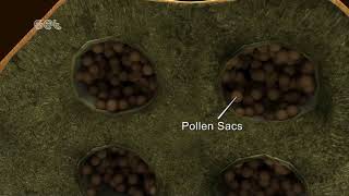 Formation of Pollen [upl. by Aleck]