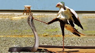 King Cobra Vs Secretary Bird In A Big Fights Defeat King Cobra With Secretary Birds Powerful Kicks [upl. by Onairot]