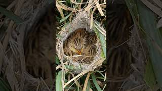 Zitting Cisticola Nestlings The Grasslands Hidden Treasures short youtubeshorts [upl. by Aserej730]