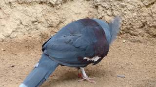 Victoria crowned pigeon courtship display  Bioparc Fuengirola [upl. by Ardnad365]