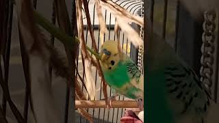 милота parakeet budgies funny parrot birds приколы parrot cute youtubeshorts video pets [upl. by Gnihc]