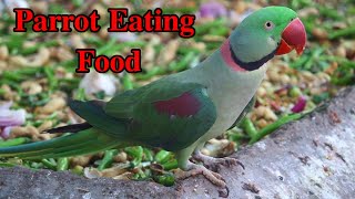 Alexandrine Raw Parrot Eating Food parrotvlog angelthevlogerr talkingparrot birds parrot viral [upl. by Eixel]