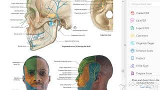 Trigeminal nerve ophthalmic 1 [upl. by Adorne]