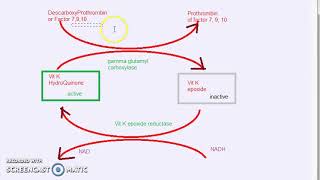 Pharmacology 619 d AntiCoagulant Warfarin Mechanism Of Action [upl. by Airahs]