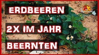 Erdbeeren pro Jahr 2x beernten  Erdbeeren richtig pflegen [upl. by Ainalem901]