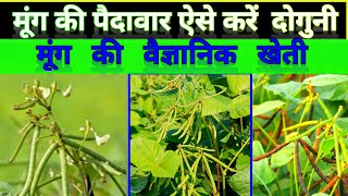 मूंग की पैदावार डबल कैसे करें।। मूंग की खेती।। Gree gram seeds farming technicalagriculture [upl. by Hospers373]