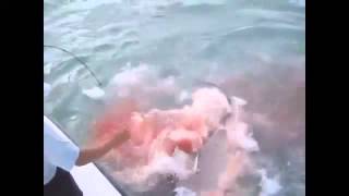 Great White Shark Attacks Fishing Boat Gold Coast Exclusive Video [upl. by Olmstead70]