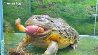 Do African bullfrogs eat tough crab pincers [upl. by Lanza]