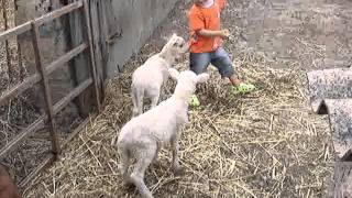 DANDO DE COMER A LOS ANIMALES DE GRANJA Y OVEJAS PERSIGUIENDO A NIÑOS  AUDIOVISOR [upl. by Kuster]