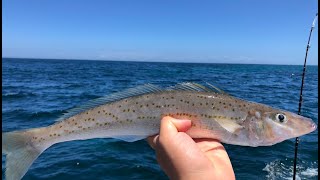 KING GEORGE WHITING  Fishing the Inshore Reefs off Perth  CATCH CLEAN COOK [upl. by Ayotak]