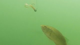 Black Bass atacando un señuelo  Underwater video [upl. by Mcleod231]