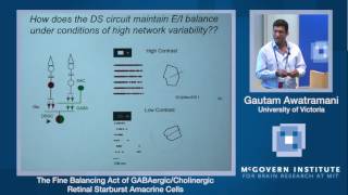 Gautam Awatramani The fine balancing act of GABAergiccholinergic retinal starburst amacrine cells [upl. by Enileoj]