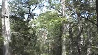 Cypress Valley Canopy Tours  Spicewood Texas [upl. by Soisatsana]