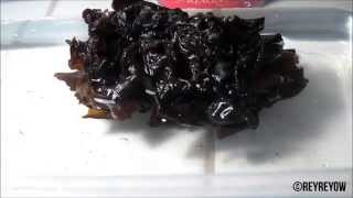 Auricularia polytricha Time Lapse [upl. by Naihtsirc412]