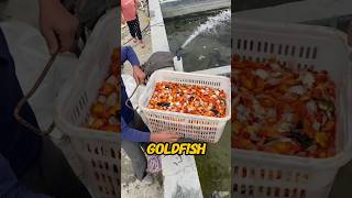 This Goldfish Farm is Full of Hope shortsfeed [upl. by Brawley]