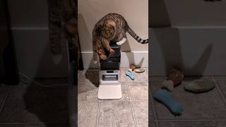 A feeder made feeding our cats easier PETLIBRO catshorts [upl. by Eidnar404]