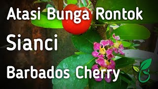 Cara Saya Mengatasi Bunga Rontok Cherry Barbados Yang Ditanam Dalam Pot Jadi Berbuah Terus Menerus [upl. by Aivilys]