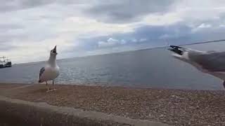 Seagulls laughing at the fallen seagull  Funny animals [upl. by Ailecara]