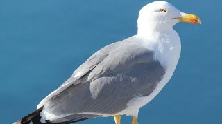 Seagull Sounds  Seagull Sound Effect  Seagull Calls  Seagull Cries  Seagull Noises  No Music [upl. by Leah]