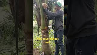 Akyat sa puno ng niyog foryou funny shortvideo comedy [upl. by Willin914]