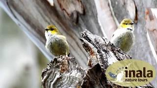 Forty Spotted Pardalotes at Inala  Bruny Island [upl. by Ilyak]