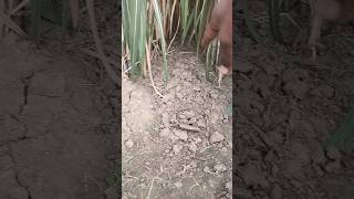 ganna lagane ka tarika🌱😱shorts ganne ki knowledge minivlogs jitux36vlogs [upl. by Pegg724]