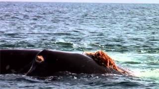 Save the North Atlantic Right Whale Full  Whale and Dolphin Conservation [upl. by Idoux642]