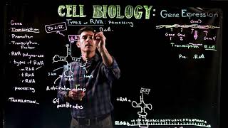 Transfer and Ribosomal RNA [upl. by Nnybor]