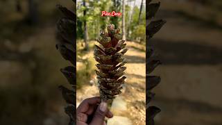 Pine cone [upl. by Barta]