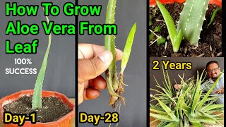 Secret To Grow Aloe Vera Plant From Leaf  How to grow thick leaves Of Aloe Vera  2 Years updates [upl. by Ecyal]