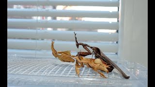 Phyllocrania paradoxa  párenie quotduchovquot ghost mantis mating [upl. by Lorrimer]