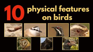 10 PHYSICAL FEATURES ON BIRDS [upl. by Nomal]