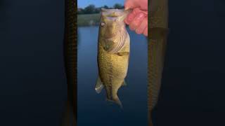 Sorry for the cicada noise 316fishingJaden bassfishing fishing bass fish bassfish [upl. by Oijile873]