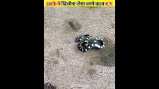 खिलौना जैसा दिखाई देने वाला Banded malayan coral sneck।। shorts snake animals facts [upl. by Leonid822]