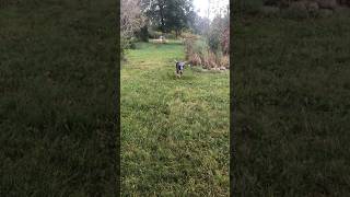 Oskar fetches ball in slow motion [upl. by Ahser]