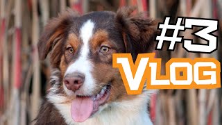 Vlog 3 Hundeausstellung Kassel mit unserem Hunter [upl. by Nylehtak684]