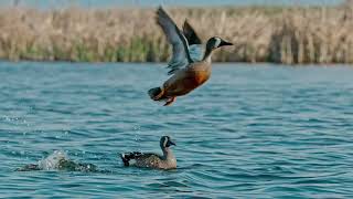 Wings Over Water OFFICIAL TRAILER [upl. by Gamber]