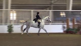 Video of Anthemis Z ridden by Jordan Lubow from ShowNet [upl. by Nosmas113]