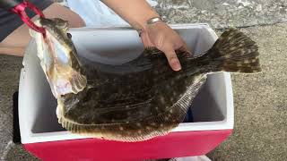 Catching almost 20quot FLOUNDER off the ROCKS easy fishing [upl. by Anelys417]