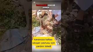 Yiyecek ararken kafasını kavanoza sıkışan minik k [upl. by Antone4]