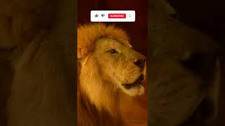 Lion Roaring in the Wild  Feel the Power of the King of the Jungle 🦁🔥  youtubeshorts lion [upl. by Odin]