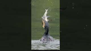 A Neotropic cormorant tries to eat a big fish [upl. by Uchida22]