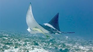 Scuba Diving in Cozumel  HUGE Eagle Ray Eating Conch [upl. by Ahsekam]