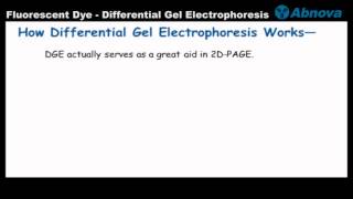 Fluorescent Dye  Differential Gel Electrophoresis [upl. by Herzen]