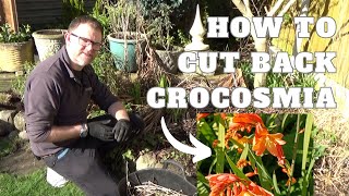 How to Cut Back Crocosmia  Pruning Crocosmias  How to Care for Crocosmia Plants in the Spring [upl. by Ellebyam]