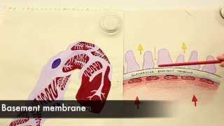 The Structure of the Filtration Membrane [upl. by Atnahsa827]