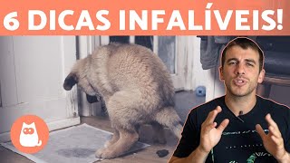 Como ensinar o cachorro a fazer suas necessidades no lugar certo 💩🐶 6 dicas [upl. by Cilka2]