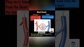 Blood VesselsFreeMedicalEducationld3sfbloodvesselsmedicalnursingviralshortvideoviralShorts [upl. by Sandler807]