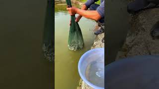 Subscribe for me fishing trending fish100 nature trendingshorts [upl. by Raffaello302]